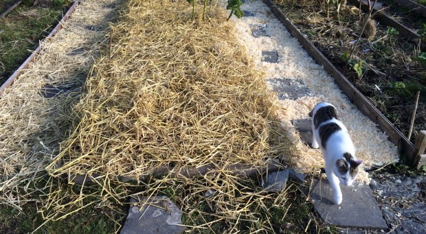 Mulching the vegetable beds