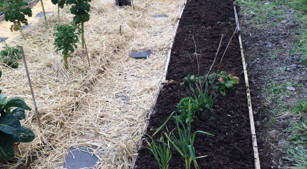 Sheet mulching – a picture guide